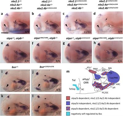 Bsx Is Essential for Differentiation of Multiple Neuromodulatory Cell Populations in the Secondary Prosencephalon